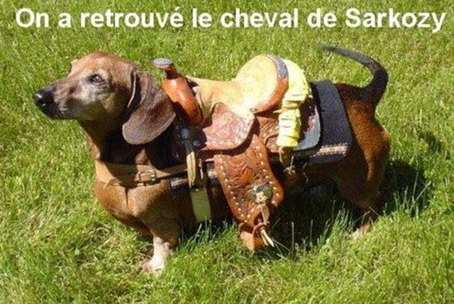 Humour (chapitre 1) - Page 32 Le cheval de Sarkozy